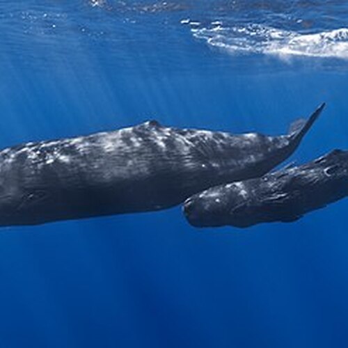 Mother_and_baby_sperm_whale.jpeg