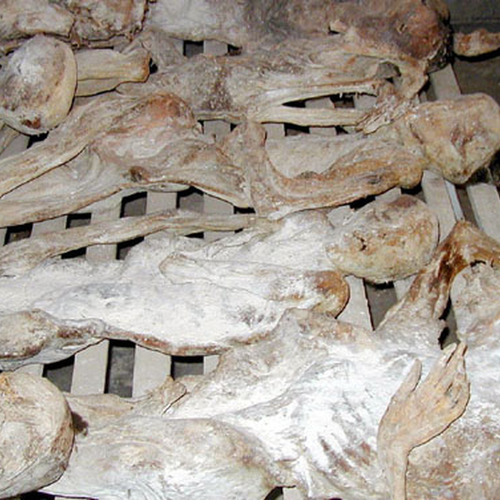 Rwandan Genocide Murambi bodies