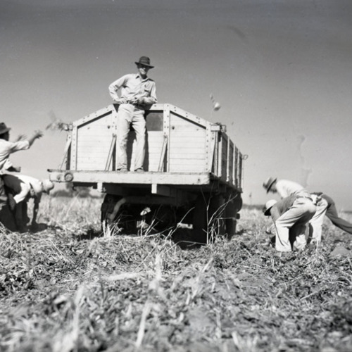 A photo of a farm owner supervising braceros as they harvest sugar beets and toss them in the back of the truck, 1942.png
