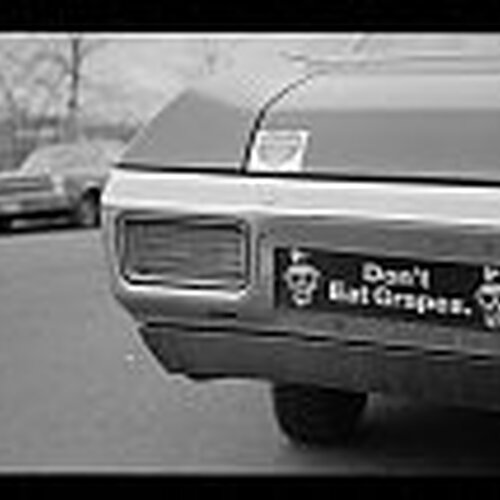 grape bumper sticker.jpg