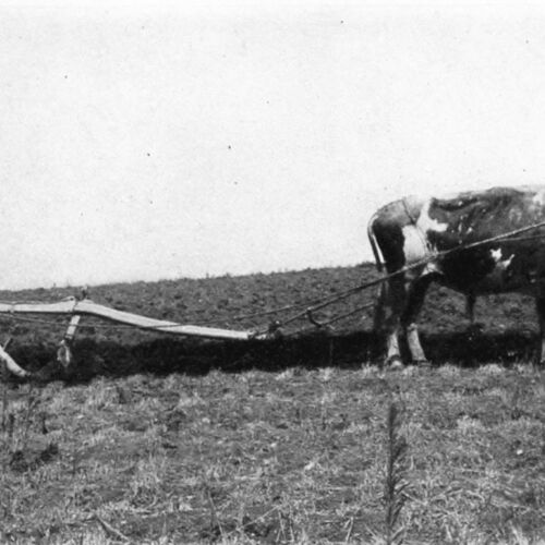 Korean_farmer_ploughing_c.1900.jpg