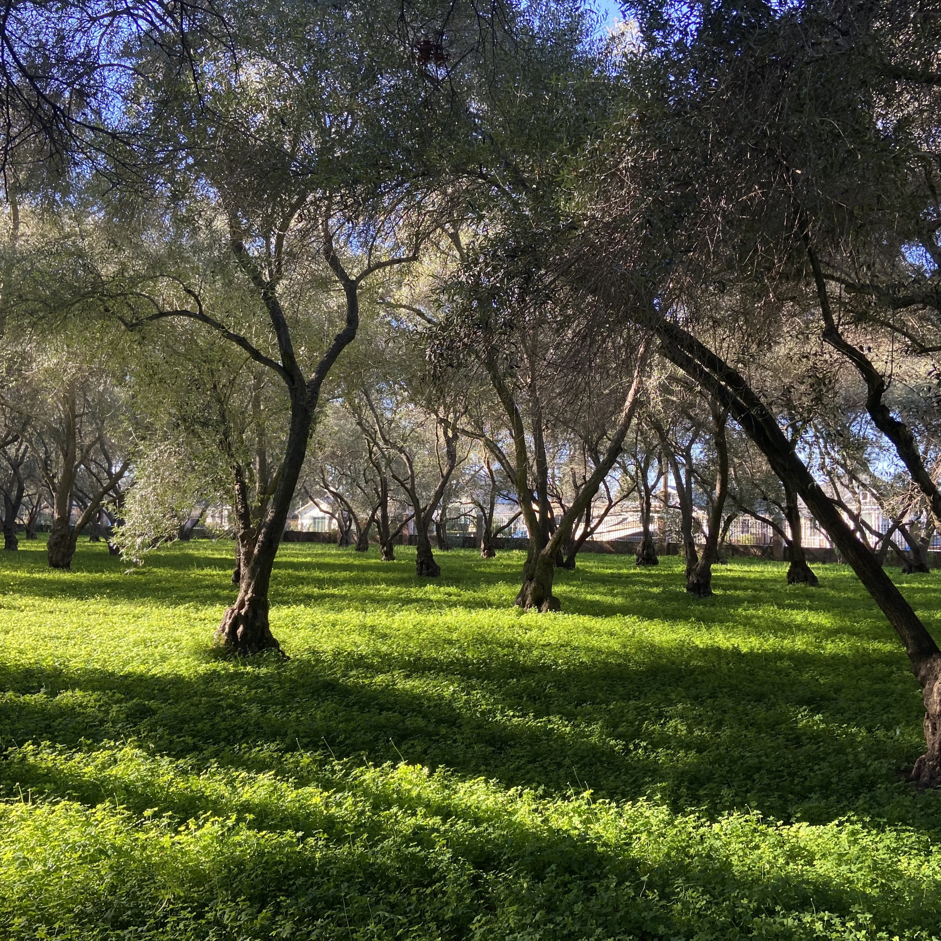 SC monastery olive trees.JPG
